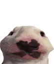 walter